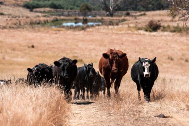 Yazın bir tarlada şişman inek sürüsü