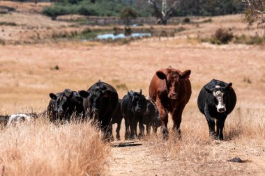 Avustralya 'daki güzel sığırlar ot yer, otlakta otlarlar. Tarımsal bir çiftlikte yetiştirilen sığır sürüsü. Yazın sürdürülebilir tarım