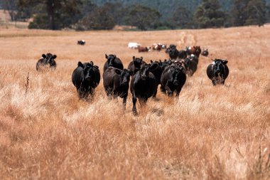 Çiftlikte siyah wagyu sığır eti. Avustralya 'daki güzel sığırlar ot yer, çayırlarda otlarlar. Tarımsal bir çiftlikte yetiştirilen sığır sürüsü. Sürdürülebilir tarım