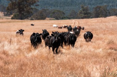 Çiftlikte siyah wagyu sığır eti. Avustralya 'daki güzel sığırlar ot yer, çayırlarda otlarlar. Tarımsal bir çiftlikte yetiştirilen sığır sürüsü. Sürdürülebilir tarım