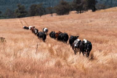 Çiftlikte siyah wagyu sığır eti. Avustralya 'daki güzel sığırlar ot yer, çayırlarda otlarlar. Tarımsal bir çiftlikte yetiştirilen sığır sürüsü. Sürdürülebilir tarım