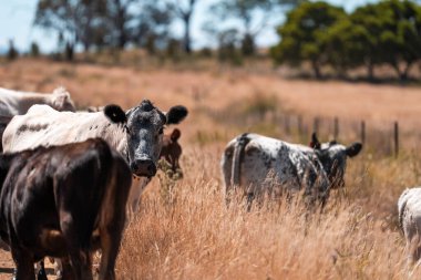 Çiftlikte siyah wagyu sığır eti. Avustralya 'daki güzel sığırlar ot yer, çayırlarda otlarlar. Tarımsal bir çiftlikte yetiştirilen sığır sürüsü. Sürdürülebilir tarım