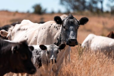 Çiftlikte siyah wagyu sığır eti. Avustralya 'daki güzel sığırlar ot yer, çayırlarda otlarlar. Tarımsal bir çiftlikte yetiştirilen sığır sürüsü. Sürdürülebilir tarım