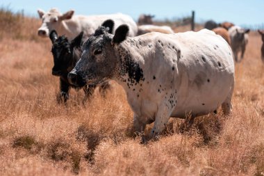 Çiftlikte siyah wagyu sığır eti. Avustralya 'daki güzel sığırlar ot yer, çayırlarda otlarlar. Tarımsal bir çiftlikte yetiştirilen sığır sürüsü. Sürdürülebilir tarım