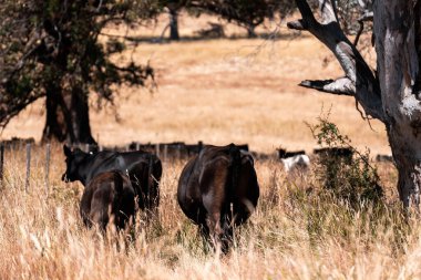 Çiftlikte siyah wagyu sığır eti. Avustralya 'daki güzel sığırlar ot yer, çayırlarda otlarlar. Tarımsal bir çiftlikte yetiştirilen sığır sürüsü. Sürdürülebilir tarım