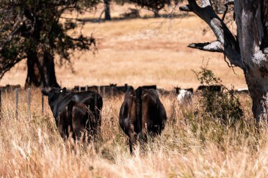 Çiftlikte siyah wagyu sığır eti. Avustralya 'daki güzel sığırlar ot yer, çayırlarda otlarlar. Tarımsal bir çiftlikte yetiştirilen sığır sürüsü. Sürdürülebilir tarım