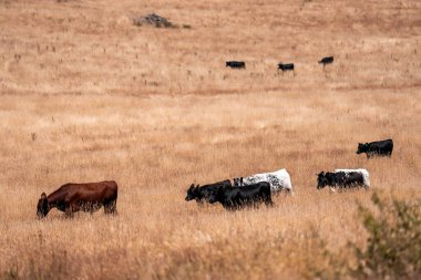 Çiftlikte siyah wagyu sığır eti. Avustralya 'daki güzel sığırlar ot yer, çayırlarda otlarlar. Tarımsal bir çiftlikte yetiştirilen sığır sürüsü. Sürdürülebilir tarım
