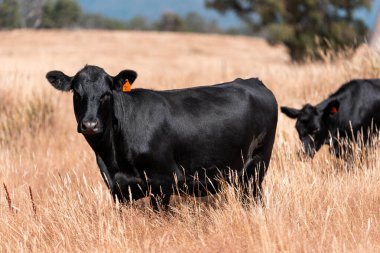 Çiftlikte siyah wagyu sığır eti. Avustralya 'daki güzel sığırlar ot yer, çayırlarda otlarlar. Tarımsal bir çiftlikte yetiştirilen sığır sürüsü. Sürdürülebilir tarım