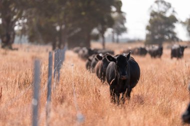 Yazın bir tarlada şişman inek sürüsü
