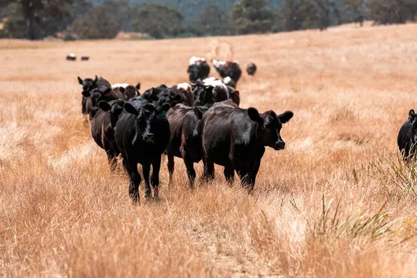 Çiftlikte siyah wagyu sığır eti. Avustralya 'daki güzel sığırlar ot yer, çayırlarda otlarlar. Tarımsal bir çiftlikte yetiştirilen sığır sürüsü. Sürdürülebilir tarım