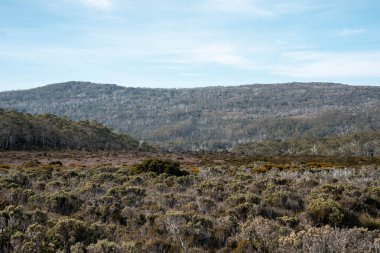 Tazmanya alp bitkileri, yaz aylarında ulusal bir parkta bir bebekle yürüyüş yapmak.