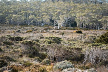 Tazmanya alp bitkileri, yaz aylarında ulusal bir parkta bir bebekle yürüyüş yapmak.