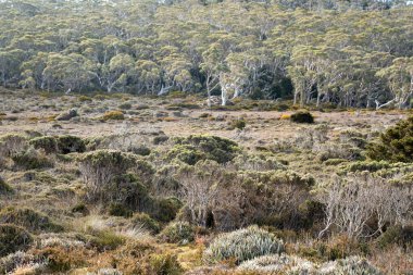 Tazmanya alp bitkileri, yaz aylarında ulusal bir parkta bir bebekle yürüyüş yapmak.