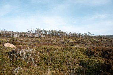 Tazmanya alp bitkileri, yaz aylarında ulusal bir parkta bir bebekle yürüyüş yapmak.