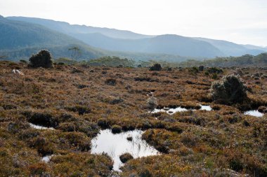 Tazmanya alp bitkileri, yaz aylarında ulusal bir parkta bir bebekle yürüyüş yapmak.