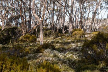 Tazmanya alp bitkileri, yaz aylarında ulusal bir parkta bir bebekle yürüyüş yapmak.