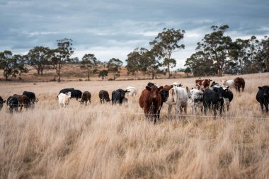 Avustralya 'da ineklerin uzun otlakları yediği yerel otlaklar