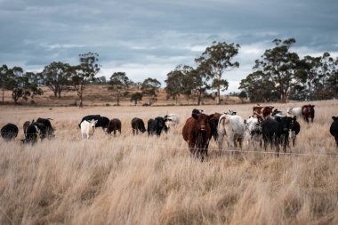 Avustralya 'daki güzel sığırlar ot yer, otlakta otlarlar. Bir tarım çiftliğinde büyüyen inek sürüsü yenileniyor. Sürdürülebilir tarım 