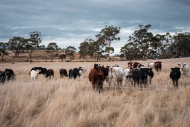 Avustralya 'da ineklerin uzun otlakları yediği yerel otlaklar