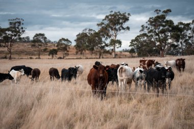 Avustralya 'daki güzel sığırlar ot yer, otlakta otlarlar. Bir tarım çiftliğinde büyüyen inek sürüsü yenileniyor. Sürdürülebilir tarım 