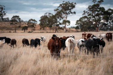 Avustralya 'da ineklerin uzun otlakları yediği yerel otlaklar