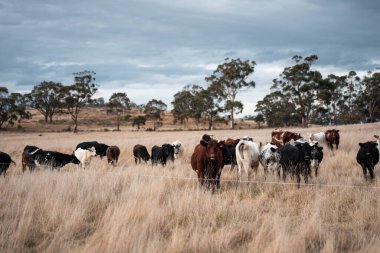 Avustralya 'da ineklerin uzun otlakları yediği yerel otlaklar