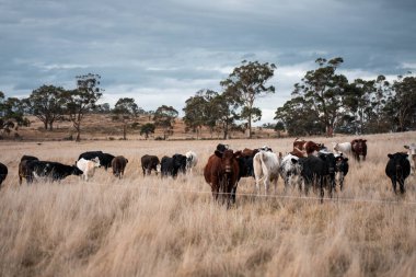 Avustralya 'daki güzel sığırlar ot yer, otlakta otlarlar. Bir tarım çiftliğinde büyüyen inek sürüsü yenileniyor. Sürdürülebilir tarım 