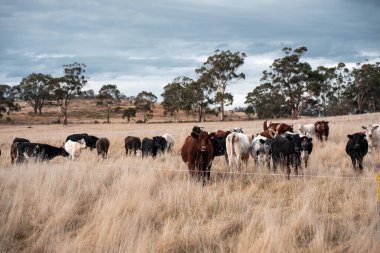 Avustralya 'da ineklerin uzun otlakları yediği yerel otlaklar
