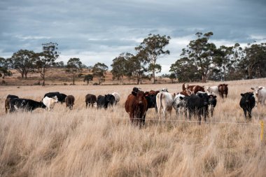 Çiftlikteki bir tarlada inek yetiştiriyorum. Yazın güzel bir kırsalda ot yiyorum.