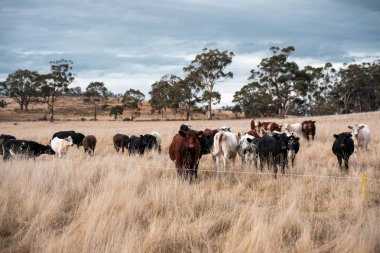 Avustralya 'da ineklerin uzun otlakları yediği yerel otlaklar