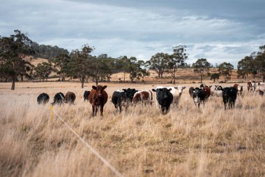 Çiftlikteki bir tarlada inek yetiştiriyorum. Yazın güzel bir kırsalda ot yiyorum.