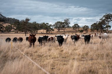 Avustralya 'daki güzel sığırlar ot yer, otlakta otlarlar. Bir tarım çiftliğinde büyüyen inek sürüsü yenileniyor. Sürdürülebilir tarım 