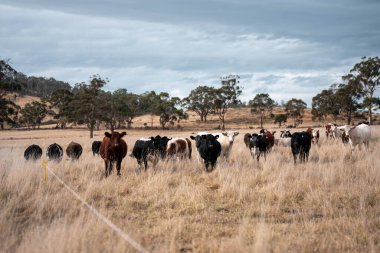 Avustralya 'da ineklerin uzun otlakları yediği yerel otlaklar