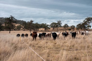 Avustralya 'daki güzel sığırlar ot yer, otlakta otlarlar. Bir tarım çiftliğinde büyüyen inek sürüsü yenileniyor. Sürdürülebilir tarım 