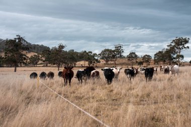 Avustralya 'daki güzel sığırlar ot yer, otlakta otlarlar. Bir tarım çiftliğinde büyüyen inek sürüsü yenileniyor. Sürdürülebilir tarım 