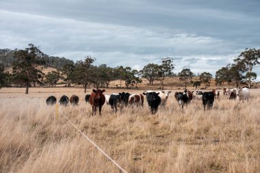 Avustralya 'da ineklerin uzun otlakları yediği yerel otlaklar