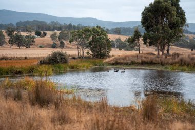 Yazın Avustralya 'da ağaçlar ve yeşil çimlerle çevrili bir tarladaki su barajı.