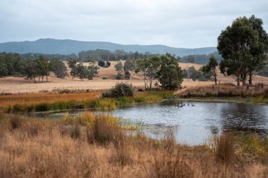 Yazın Avustralya 'da ağaçlar ve yeşil çimlerle çevrili bir tarladaki su barajı.