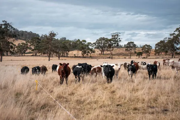 Avustralya 'da ineklerin uzun otlakları yediği yerel otlaklar