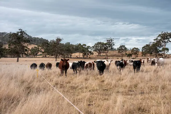 Avustralya 'da ineklerin uzun otlakları yediği yerel otlaklar