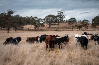 Avustralya 'daki güzel sığırlar ot yer, otlakta otlarlar. Bir tarım çiftliğinde büyüyen inek sürüsü yenileniyor. Sürdürülebilir tarım 