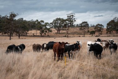 Avustralya 'da ineklerin uzun otlakları yediği yerel otlaklar