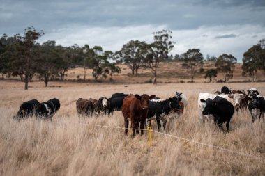 Avustralya 'daki güzel sığırlar ot yer, otlakta otlarlar. Bir tarım çiftliğinde büyüyen inek sürüsü yenileniyor. Sürdürülebilir tarım 
