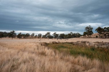 Yazın Avustralya 'da ağaçlar ve yeşil çimlerle çevrili bir tarladaki su barajı.