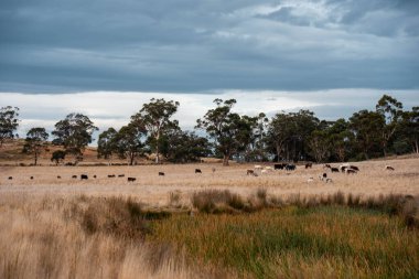 Yazın Avustralya 'da ağaçlar ve yeşil çimlerle çevrili bir tarladaki su barajı.