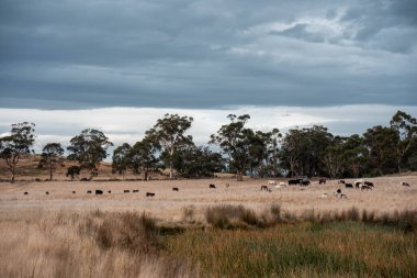 Yazın Avustralya 'da ağaçlar ve yeşil çimlerle çevrili bir tarladaki su barajı.