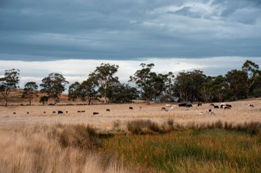 Yazın Avustralya 'da ağaçlar ve yeşil çimlerle çevrili bir tarladaki su barajı.
