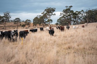 Avustralya 'daki güzel sığırlar ot yer, otlakta otlarlar. Bir tarım çiftliğinde büyüyen inek sürüsü yenileniyor. Sürdürülebilir tarım 