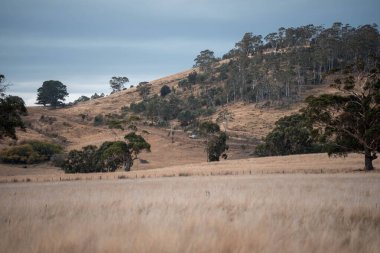 Avustralya 'daki güzel sığırlar ot yer, otlakta otlarlar. Bir tarım çiftliğinde büyüyen inek sürüsü yenileniyor. Sürdürülebilir tarım 