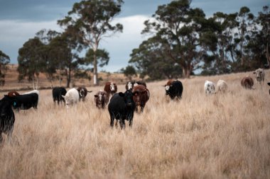 Çiftlikteki bir tarlada inek yetiştiriyorum. Yazın güzel bir kırsalda ot yiyorum.